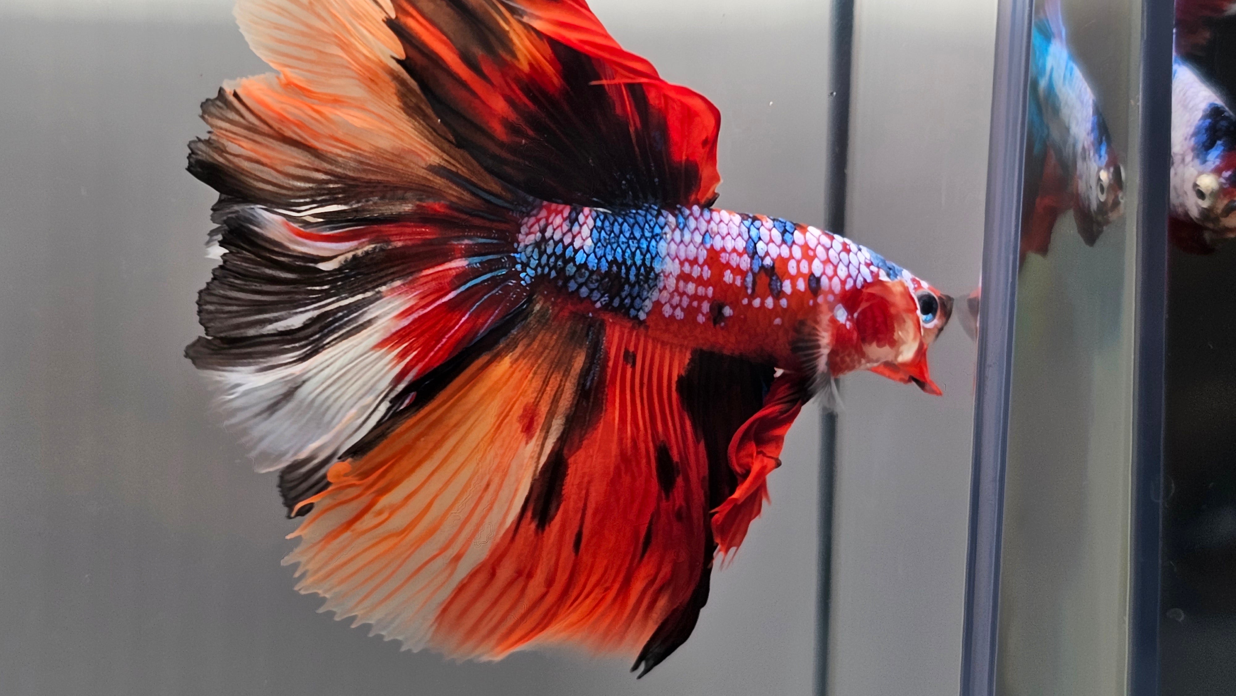 Betta hotsell fish wholesale